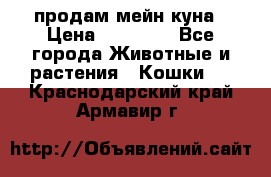 продам мейн куна › Цена ­ 15 000 - Все города Животные и растения » Кошки   . Краснодарский край,Армавир г.